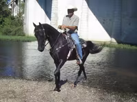 Égua, Tennessee Walking Horse — foto 4
