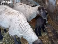 Juh, White Suffolk sheep — 3. fotó