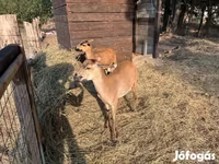 Ziege, Ziegen — Foto 3