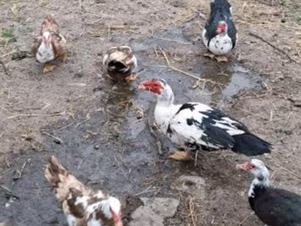 Ducks
