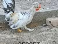 Chickens — 照片 2