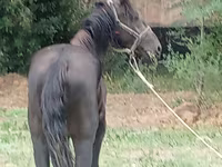 Kůň, Priob horse — foto 3