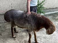 Kos, Juhok — 3. fotó