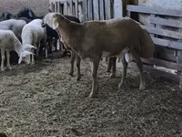 Beran, Arashan sheep — foto 2