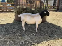 公羊, Dorper sheep — 照片 3