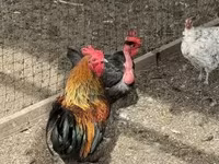 Chickens — फ़ोटो 1