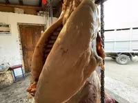 घोड़ी, घोड़े — फ़ोटो 3