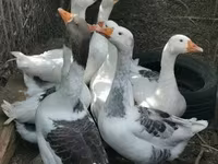 Geese — फ़ोटो 3