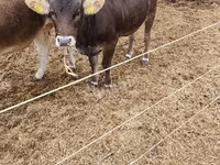 Vaca, Raza carpatiana marrón — foto 2