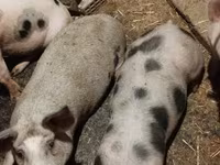 公猪, Pigs — 照片 5