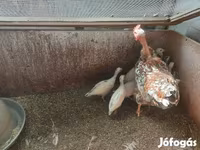 Chickens — الصورة 2