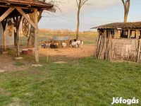 भेड़, Cameroon sheep — फ़ोटो 4