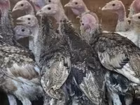 Turkeys — foto 1