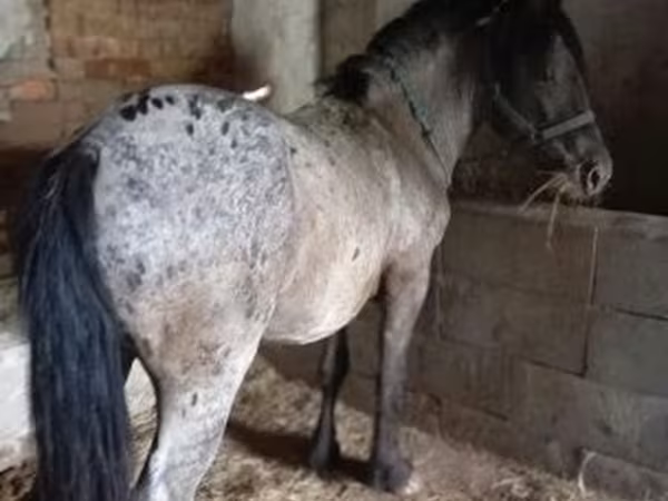 Hengst, Appaloosa