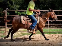 Бие, Standardbred — 6-сурет