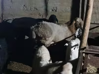 Kos, Tian-Shan semifinewool sheep — 5. fotó