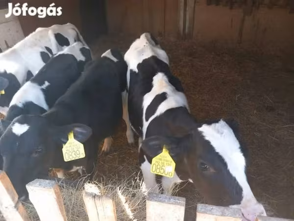 सांड, Russian Black pied cattle