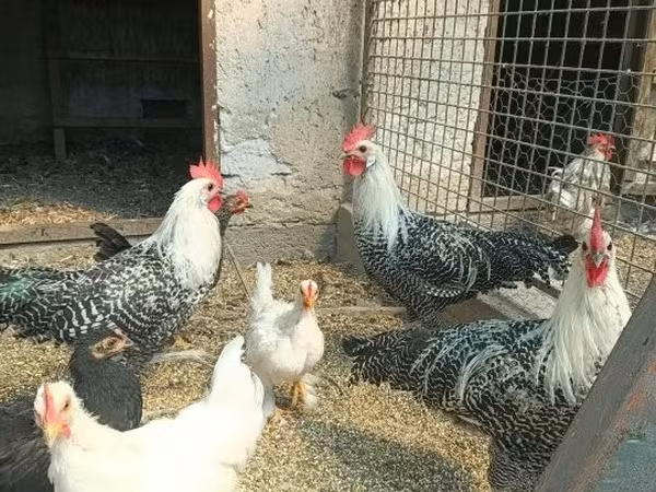 Cochin — Maďarsko