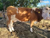 母牛, Simmental cattle — 照片 3
