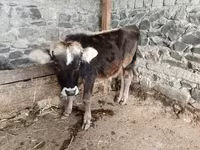 Bull, Cattle — photo 1