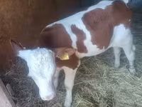 公牛, Simmental cattle — 照片 3