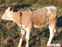 Bull, Simmental cattle — photo 5
