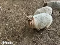 Kos, Racka sheep — 3. fotó