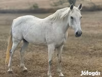 فرس, Shagya — الصورة 1