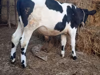Toro, Russian Black pied cattle — foto 2