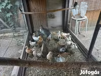 Dutch Bantam — photo 2
