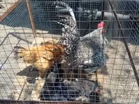 gallina danesa — foto 4