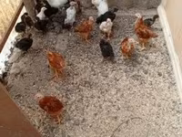Chickens — photo 1