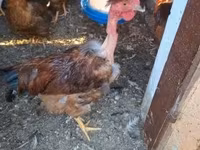 Chickens — 6. fotó