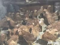Chickens — फ़ोटो 3