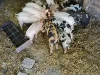 公猪, Pigs — 照片 1