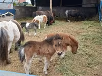 公马, Horses — 照片 7
