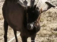 Теке, Alpine goat — 7-сурет