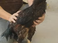 Shamo chickens — foto 1