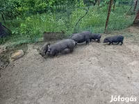 Boar, Вьетнамская вислобрюхая — photo 5
