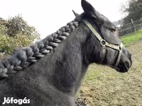 母马, Horses — 照片 3