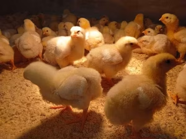 Chickens