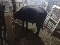 Tehén, Simmental cattle — 7. fotó