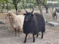 Carnero, Racka sheep — foto 1