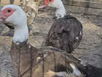 Domestic Muscovy — photo 2
