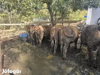 公牛, Hungarian Grey breed — 照片 3