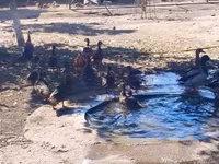 Ducks — foto 2