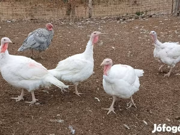 Turkeys — 匈牙利