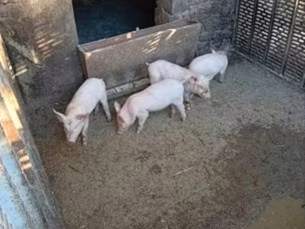 Хряк, Свиньи