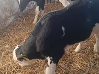 Byk, Simmental cattle — zdjęcie 5