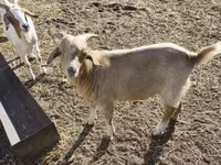 公山羊, Goats — 照片 4